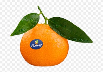 “the Essence Of The Leaf Is A Symbol Of - Rangpur