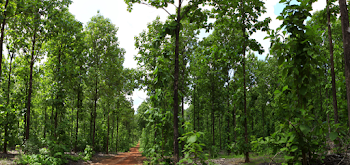 The evolution of conscious consumption of water in the Trees ...