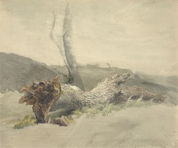 The Fallen Tree | Free Photo - rawpixel