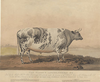 The Famous Lincolnshire Ox (1823) | Free Photo - rawpixel