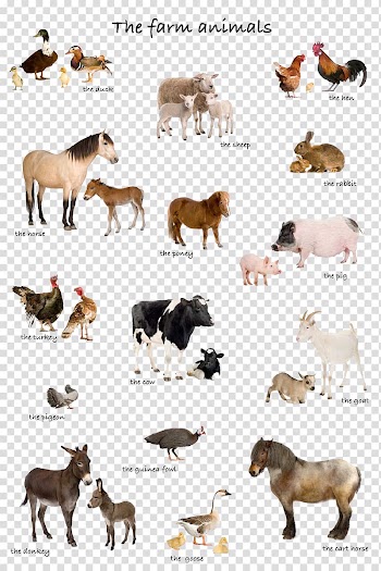 The farm animals illustration, Live Farm Illustration, animal transparent background PNG clipart