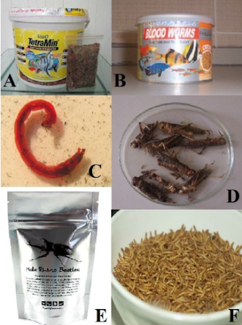 The feeds used in the experiment: A) Tetramin fish flake food as ...