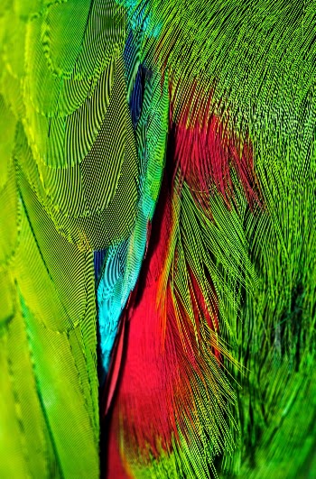 The female Eclectus parrot is a gorgeous dark blue and red, while the males are dull by comparison, but this photo shows a colourful portion of the plumage between the wing on the left and the breast on the right.