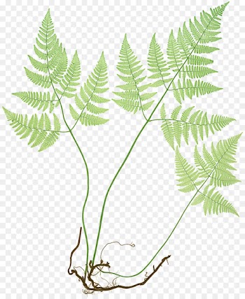 The Ferns of Great Britain and Ireland Common polypody Northern oak fern Elkhorn fern - painted lady plant 