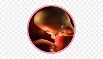 The Fetus Begins Doing Occasional Breathing Movements, - United States Border Patrol