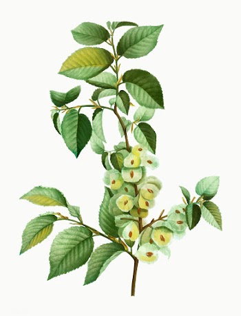 The field elm | Free stock vector - 568118