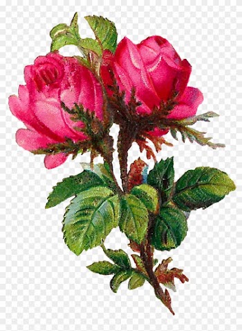 The First And Third Digital Pink Rose Images Look Very - Rose