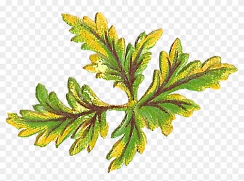 The First Digital Leaf Clip Art Shows Leaves With One, - Leaf