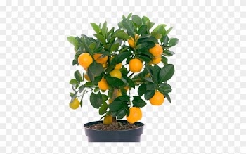 The Fleshy Part Can Be Removed From The Skin And Eaten - Fruit Bearing Trees 10 Example