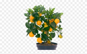 The Fleshy Part Can Be Removed From The Skin And Eaten - Orange Fruit Tree Png