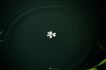 The flower floats on the water