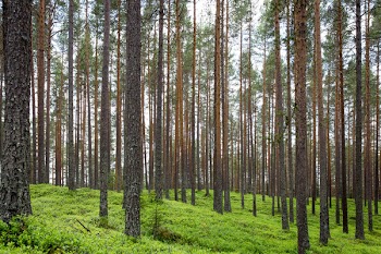 The forest