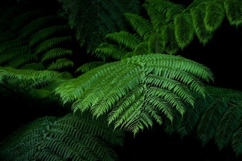 The fronds of beautiful tree ferns at Lake Barrine on the Atherton Tablelands in Australia. Each frond is about two to three metres long. The botanical name is Cyathea cooperi.
