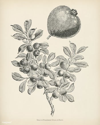 The fruit grower's guide  : Vintage illustra.. | Free stock illustration - 50949