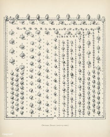 The fruit grower's guide : Vintage illustrati.. | Free public domain illustration - 50889