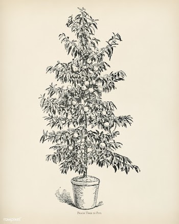 The fruit grower's guide : Vintage illustrati.. | Free public domain illustration - 50934