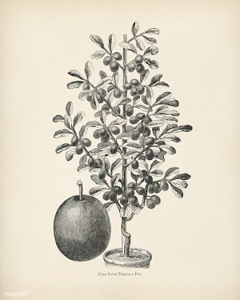 The fruit grower's guide : Vintage illustrati.. | Free stock illustration - 50885