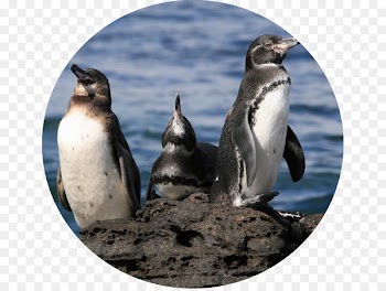 The Galapagos Penguin Calendar Fauna - penguin 