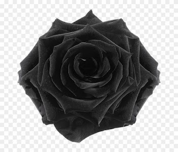 The Gallery For > Flower Tumblr Transparent Black - Rose