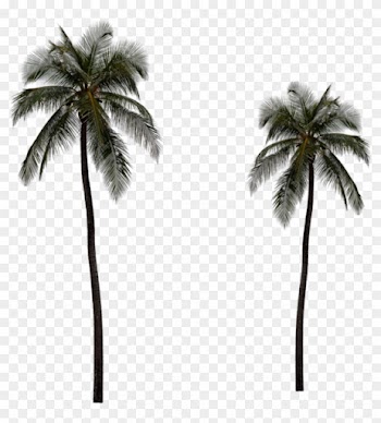 The Gallery For > Real Palm Tree Png - Long Palm Tree