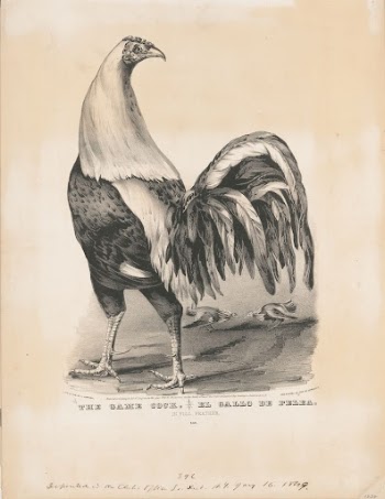 The game cock  el | Free Photo - rawpixel