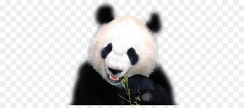 The Giant Panda Bear Red panda Animal - bear 