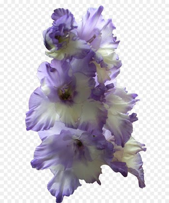 The Gladiolus Bulb Blue Flower - gladiolus 