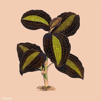 The Golden - Veined Anaectochilus print from .. | Free stock vector - 471499