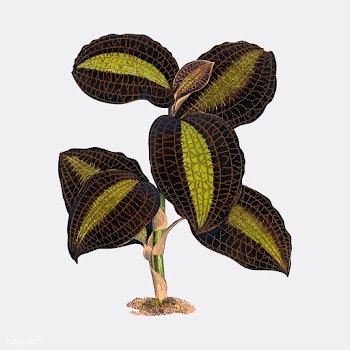 The Golden - Veined Anaectochilus print from .. | Free stock vector - 471537