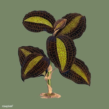 The Golden - Veined Anaectochilus print from .. | Free stock vector - 471542