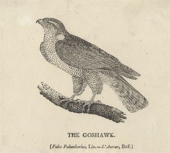 The Goshawk | Free Photo - rawpixel
