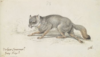 The Gray Fox by Charles | Free Photo - rawpixel