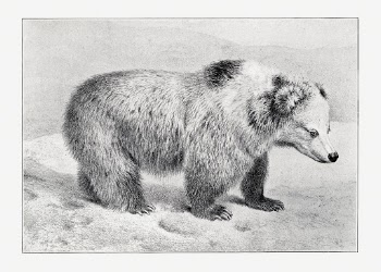 The Great and Small Game | Free Photo Illustration - rawpixel