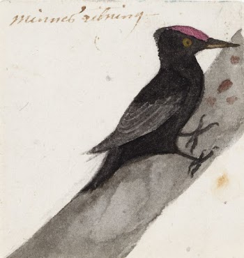 The great black woodpecker, 1831, | Free Photo - rawpixel