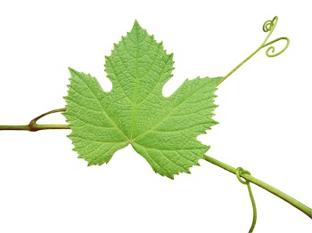 The green grape leaf on a white background, isolated