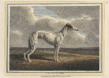 The Greyhound | Free Photo - rawpixel