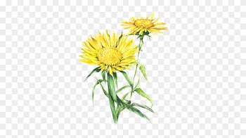 The Hair's Pigments, Whether They Are Natural Or Colored - Sunflower