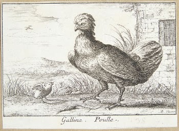 The hen (Gallina) | Free Photo - rawpixel