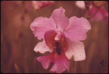 The Hilo area of Hawaii | Free Photo - rawpixel
