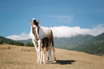 The horse and her baby