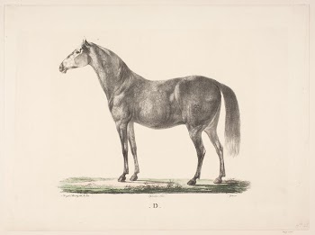 The horse D by Christian | Free Photo - rawpixel