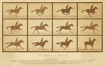 The horse in motion (1878) | Free Photo Illustration - rawpixel