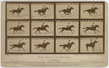 The horse in motion (ca.1878) | Free Photo - rawpixel