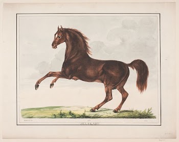 The horse Well created by Christian | Free Photo - rawpixel