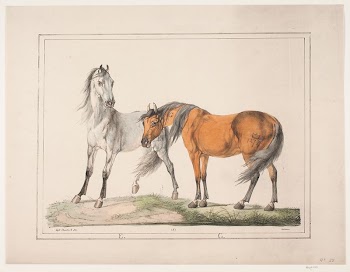 The horses E by Christian | Free Photo - rawpixel