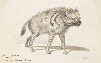 The Hyena of Albara by Charles | Free Photo - rawpixel