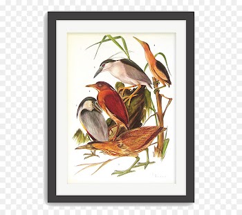The Illustrated Encyclopedia of Birds Grzimeks Animal Life Encyclopedia Bookplate - Bird's Nest 
