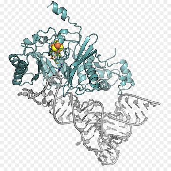 The Inside Story: DNA to RNA to Protein Molecular biology Genetics - science 