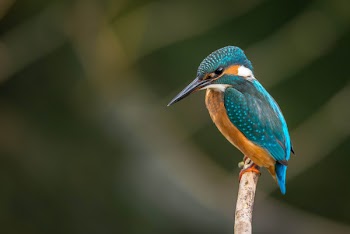 The kingfisher