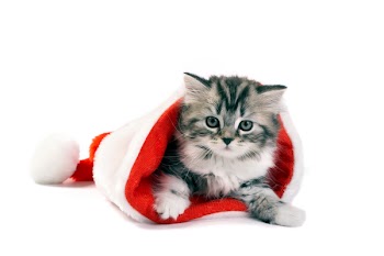 The kitten plays on a white background
